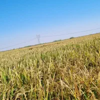 چلتوک (شلتوک)عنبربو|عمده‌فروشی|دوگنبدان, |دیوار