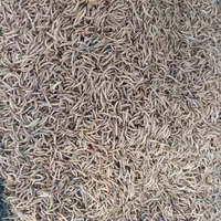 میلورم خشک و زنده