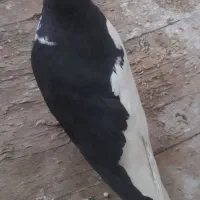 کبوتر چپ سیاه نر شقه
