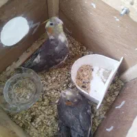 جوجه عروس هلندی