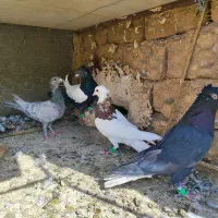 چند عدد رنگی با یک سار کرمانی|پرنده|تربتحیدریه, چهارراه خواف|دیوار