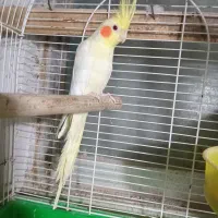 عروس هلندی نر مست