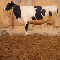 خرید فروش گاو گوشتی گاو افتاده به قیمت مناسب خریدا|حیوانات مزرعه|قزوین, |دیوار