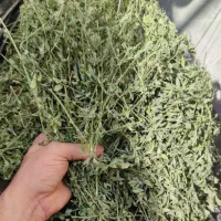 یونجه و علف