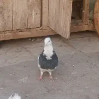 فروش کفتر طوقی