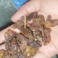گله امساله بدون دود افتابی