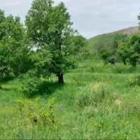 فروش-باغ-در-متراژهای-مختلف-در-اسکستان