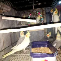 عروس هلندی|پرنده|شهریار, کهنز|دیوار