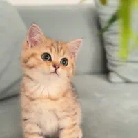 بچه گربه بنگال کوچولو