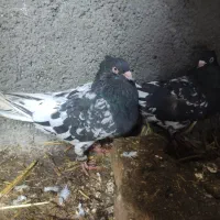 5عدد کفتر رنگه|پرنده|چناران, |دیوار