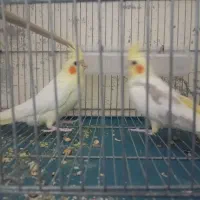 فروش جفت دوکت