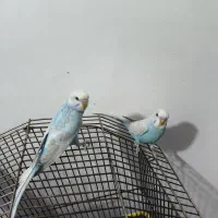 جفت مرغ عشق