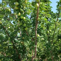 فروش باغ جاده اخلمد(روستای رضاآباد سرهنگ)|فروش زمین و ملک کلنگی|مشهد, یاس|دیوار