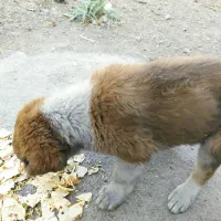 توله سگ بومی ماده.