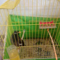 مرغ مینا نر2ساله نژاد افغانی