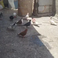 تعدادی حیون زدخوردی جوجه وبزرگه