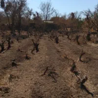 فروش باغ خوش جا با قیمت استثنایی