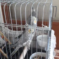 جفت عروس هلندی