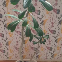 بنسای آدانیوم