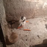 خرگوش لوپ|موش و خرگوش|قائن, |دیوار