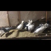 ۱۰ تا کفتر رنگه و المانی صید قلدور|پرنده|مشهد, نوده|دیوار