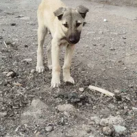 واگذاری توله نر سرابی|سگ|اردبیل, |دیوار