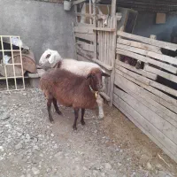 سلام دوعددگوسفند خورد وخوراک خوب|حیوانات مزرعه|فاضل آباد, |دیوار