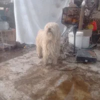 سگ پیدا شده