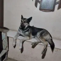 سگ گمشده