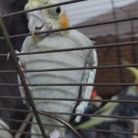 عروس هلندی|پرنده|صومعه‌سرا, |دیوار