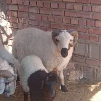 بره نرچاق زرند