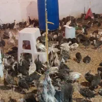 بوقلمون یک ماهه 600گرم|حیوانات مزرعه|شهریار, رزکان|دیوار