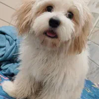 سگ خانگی عروسکی نژاد اصیل آموزش دیده|سگ|قم, امامزاده ابراهیم|دیوار