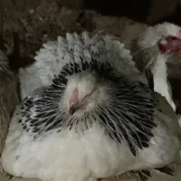 تخم نطفه دار برهما لایت و بلو لایت|حیوانات مزرعه|اصفهان, احمدآباد|دیوار