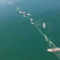 ماهی سفید تازه صید روز