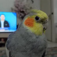 عروس نر سخن گو