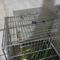 قفس پرنده