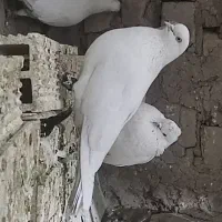 کبوتر ماده سفید پرش بالا