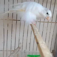 قناری نر فری