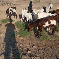 بز میش گوسفند بره گاو قوچ