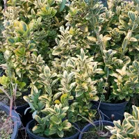 شمشاد|حراج|کلاچای, |دیوار