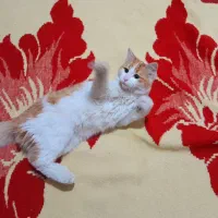 گربه خانگی|گربه|علی‌آباد کتول, |دیوار