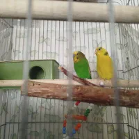 مرغ عشق جفت مولد تخم گذار