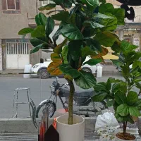 درختچه لیراتا
