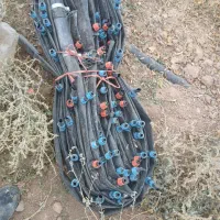 نیوفیت نخ دار باشیر  درحدنو