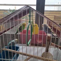 مرغ عشق با قفس