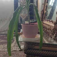 گل موزی