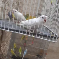 فنچ . عروس . مرغ عشق