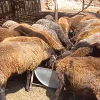 گوسفند میش هترو و همو