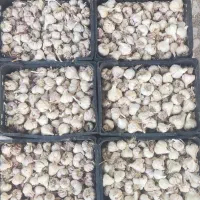 سیر